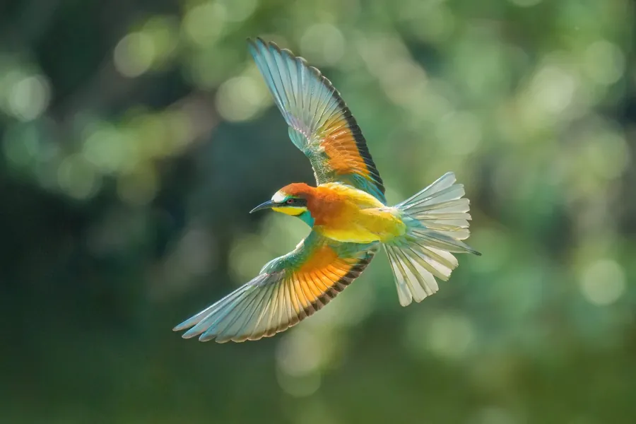 Bee-eater in flight with outstretched wings against green leaves