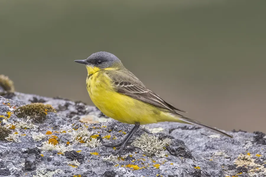 Male yellow wagtail with a grey head and yellow belly on a lichen-covered rock