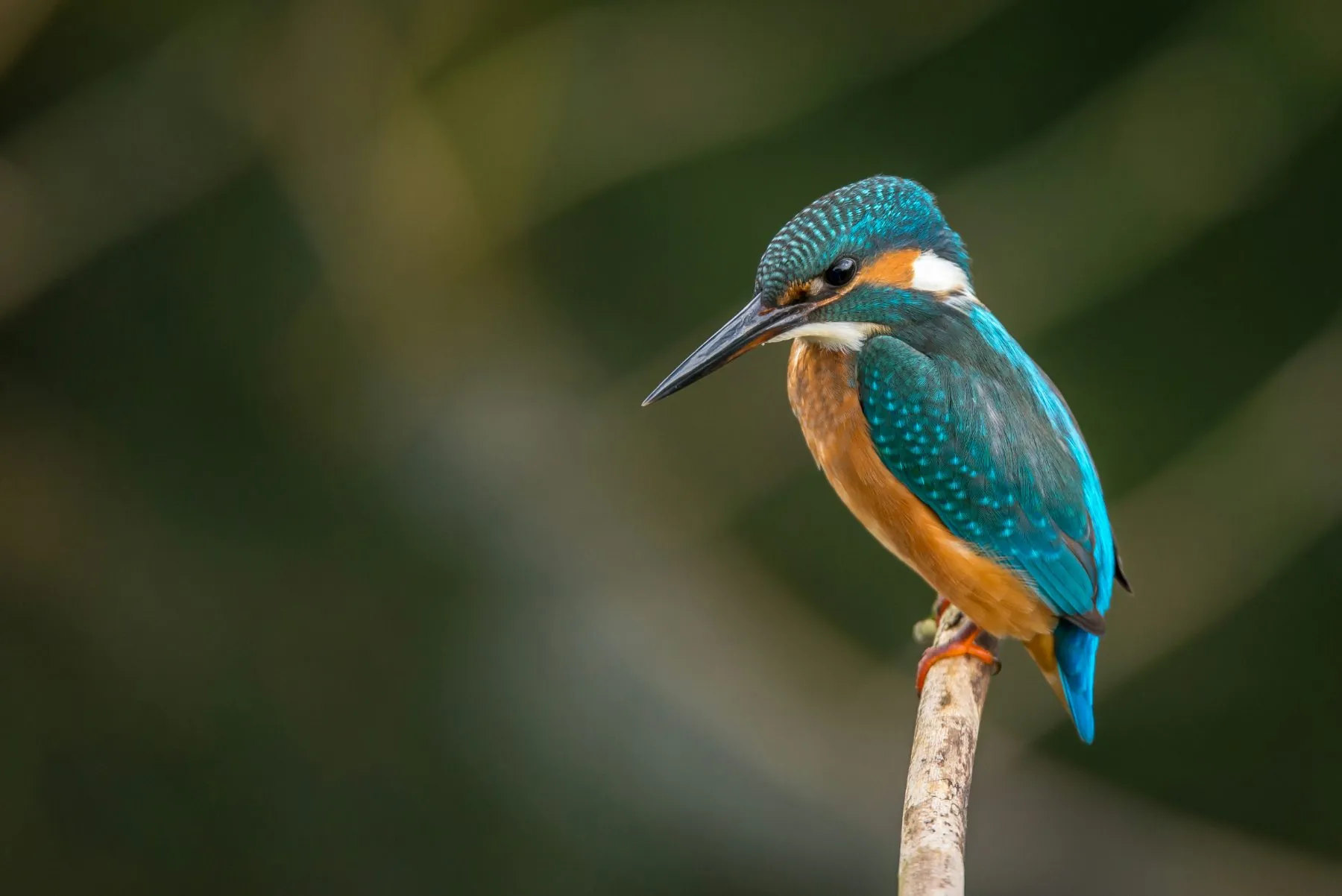 Kingfisher on a branch with blue and orange plumage