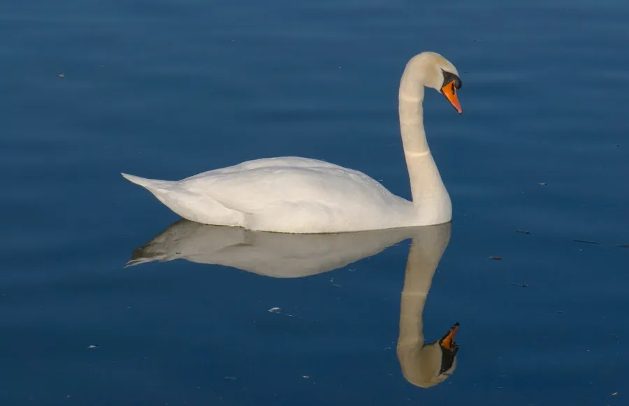 Mute swan reflected in still water