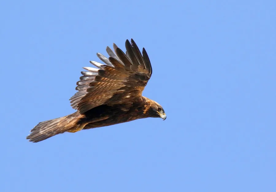 Golden eagle in flight seen from the side