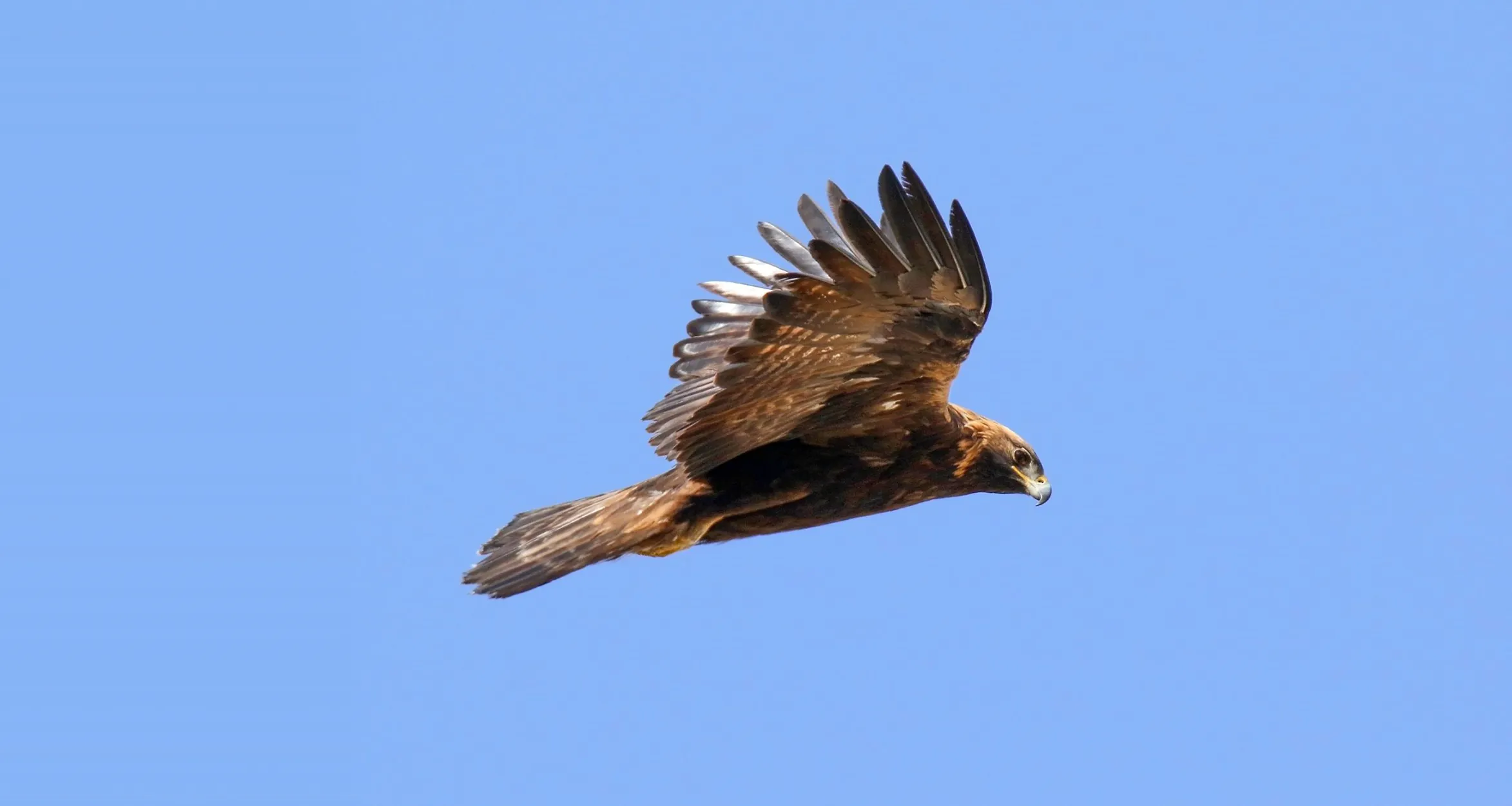 Golden eagle in flight seen from the side