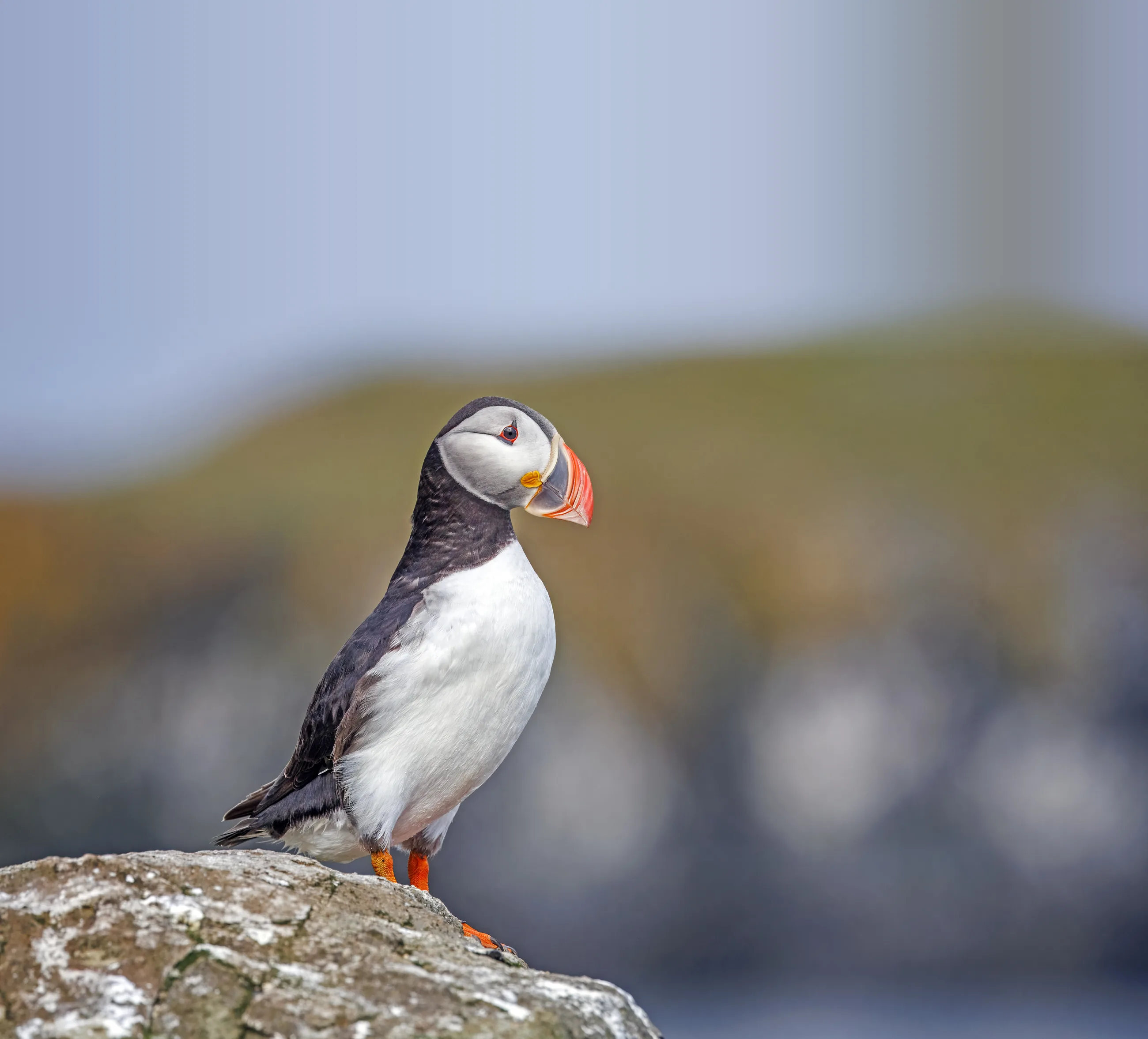Puffin with a colourful bill on a grassy ledge