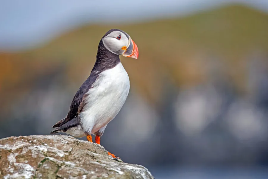 Puffin with a colourful bill on a grassy ledge