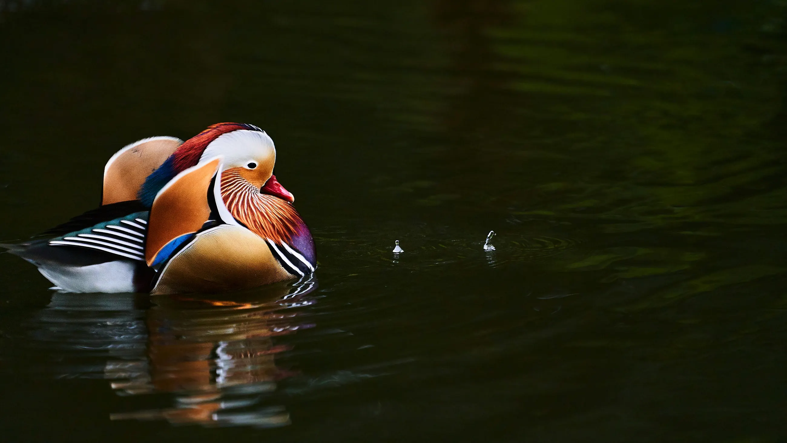 Mandarin duck with orange wing feathers on the water