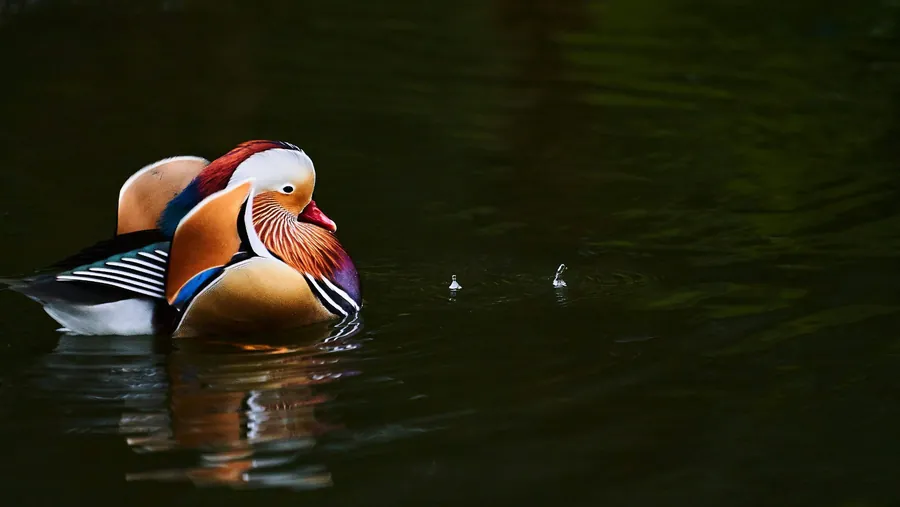 Mandarin duck with orange wing feathers on the water