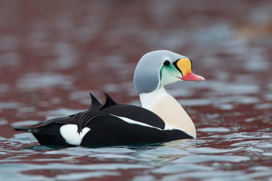 Male king eider with a yellow knob above the bill