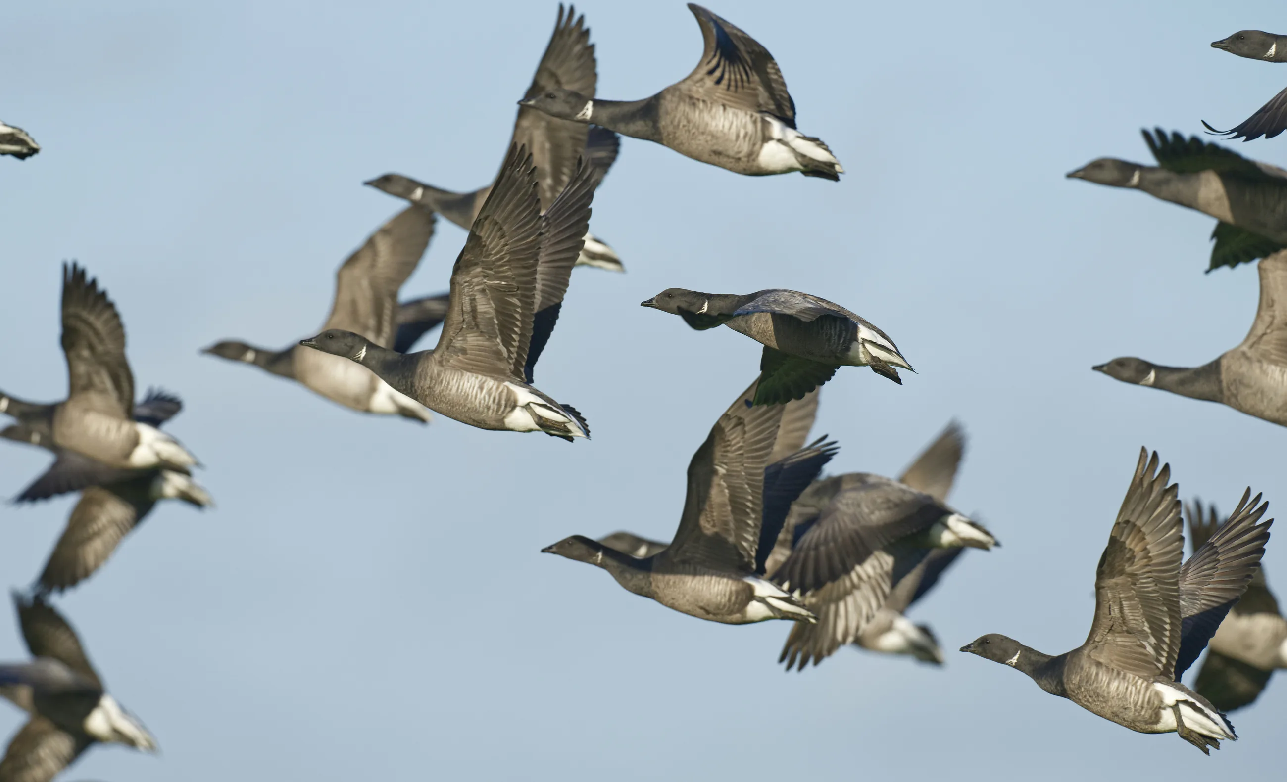A flock of brent geese grazing on grassland