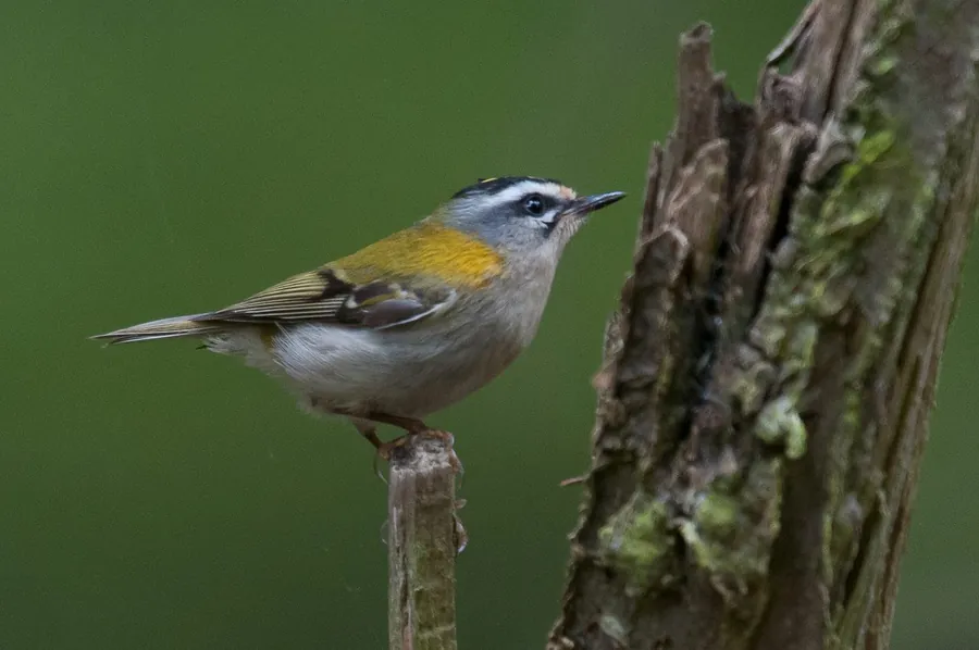 Firecrest on a twig