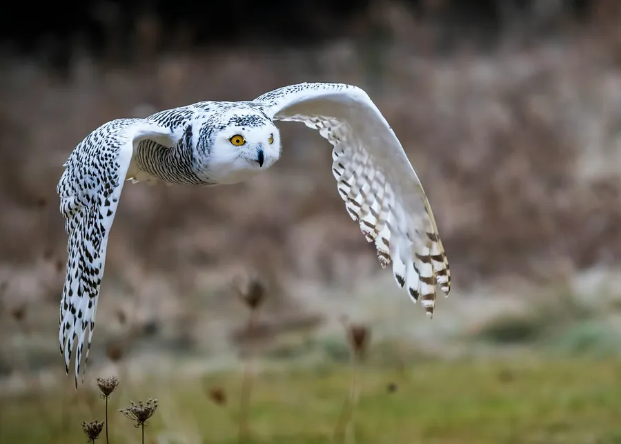 Snowy owl with yellow eyes against snow