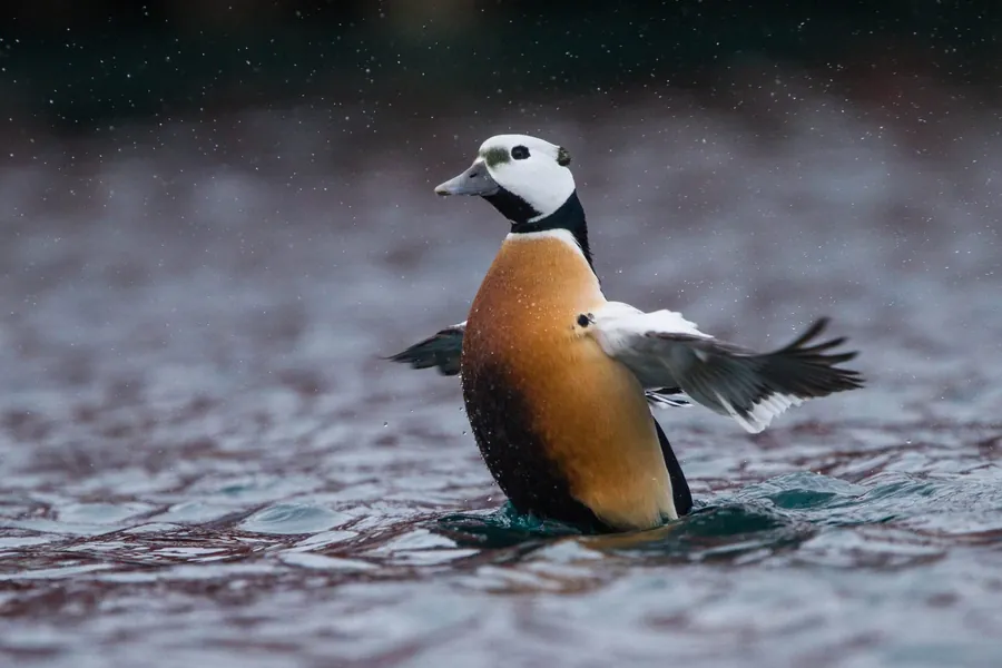 Steller’s eider swimming in dark water