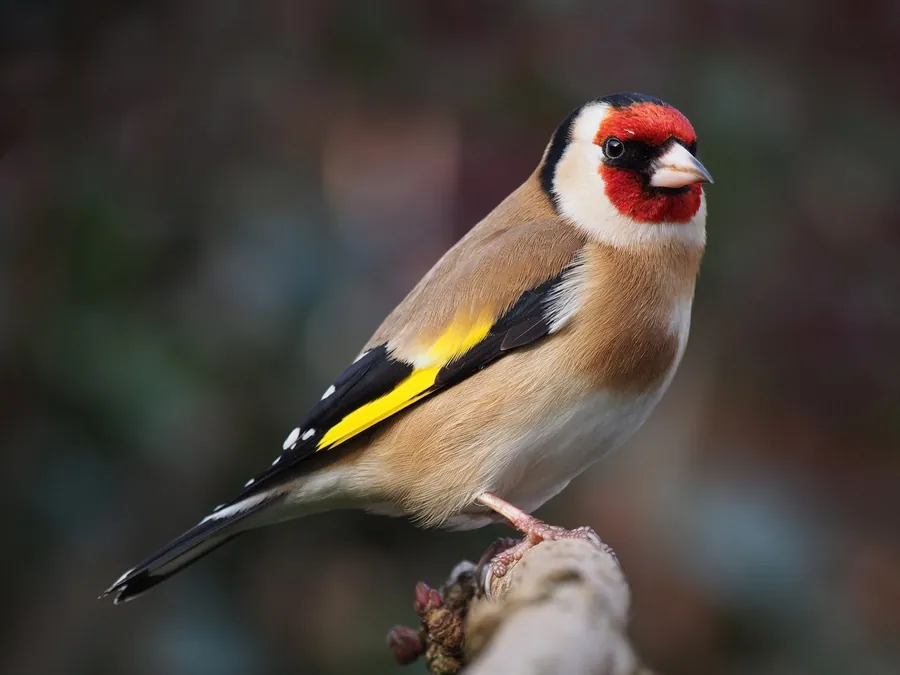 Goldfinch with a red face on a thistle