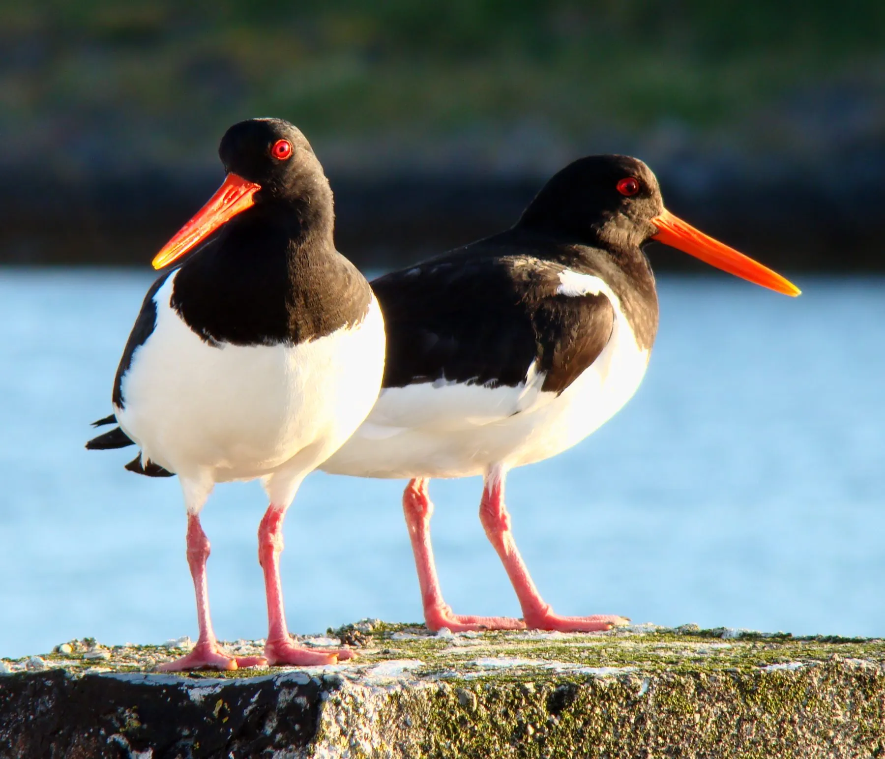 Two oystercatchers with orange bills at the water’s edge