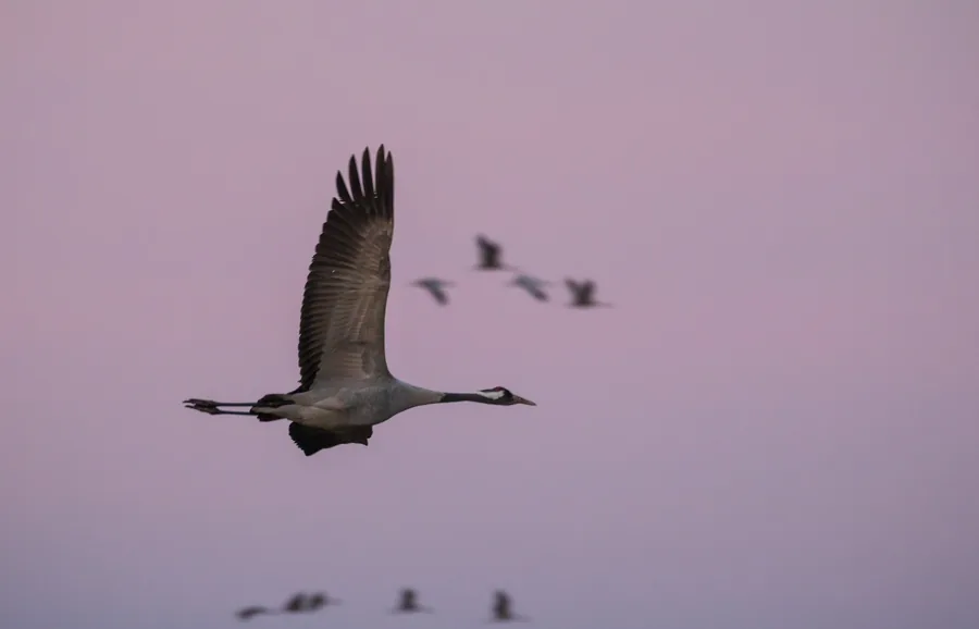 A crane with raised wings in front of a flock of cranes against a pink evening sky