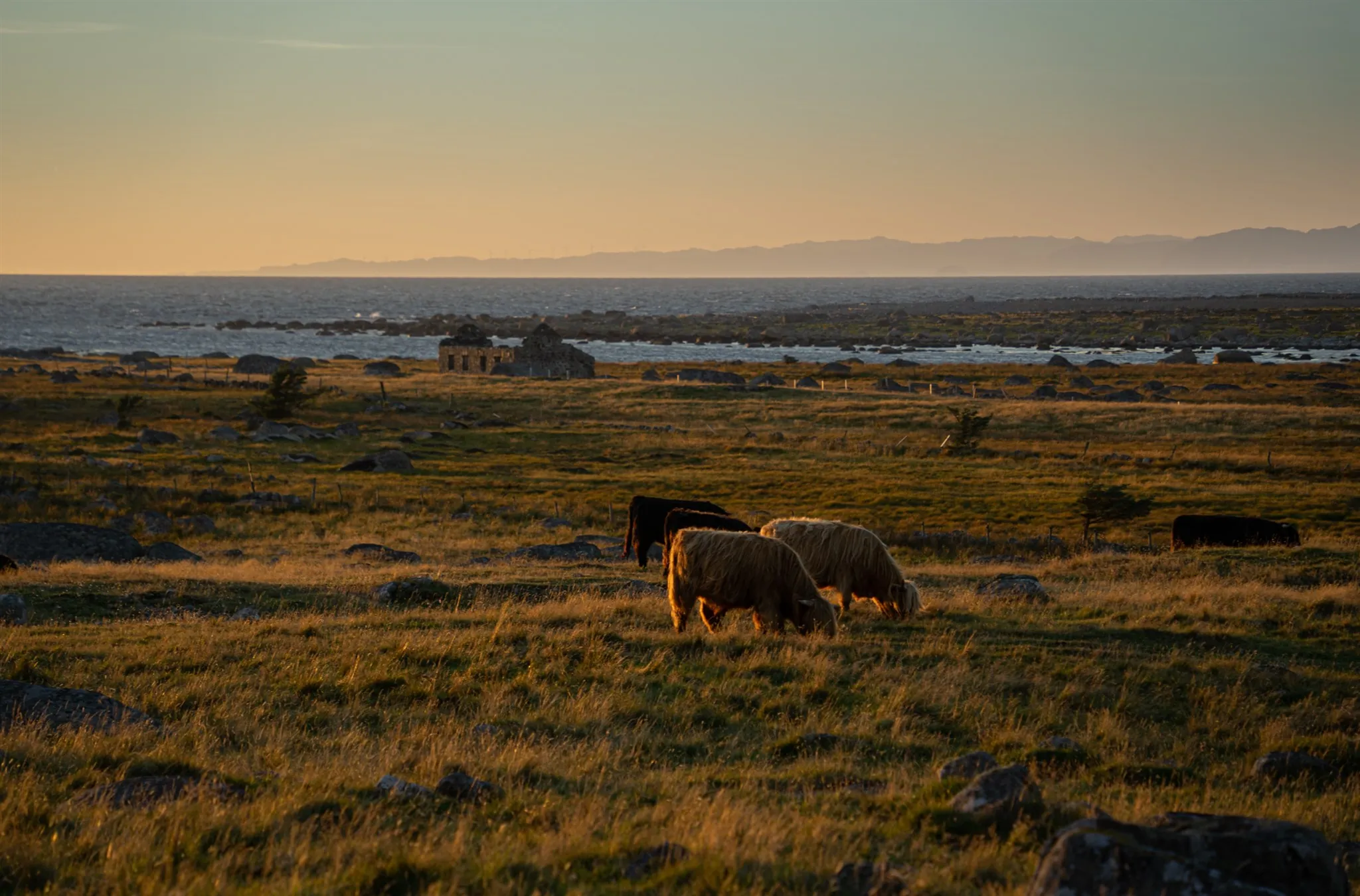 Storfe beiter i solnedgang på det åpne kystlandskapet ved havet