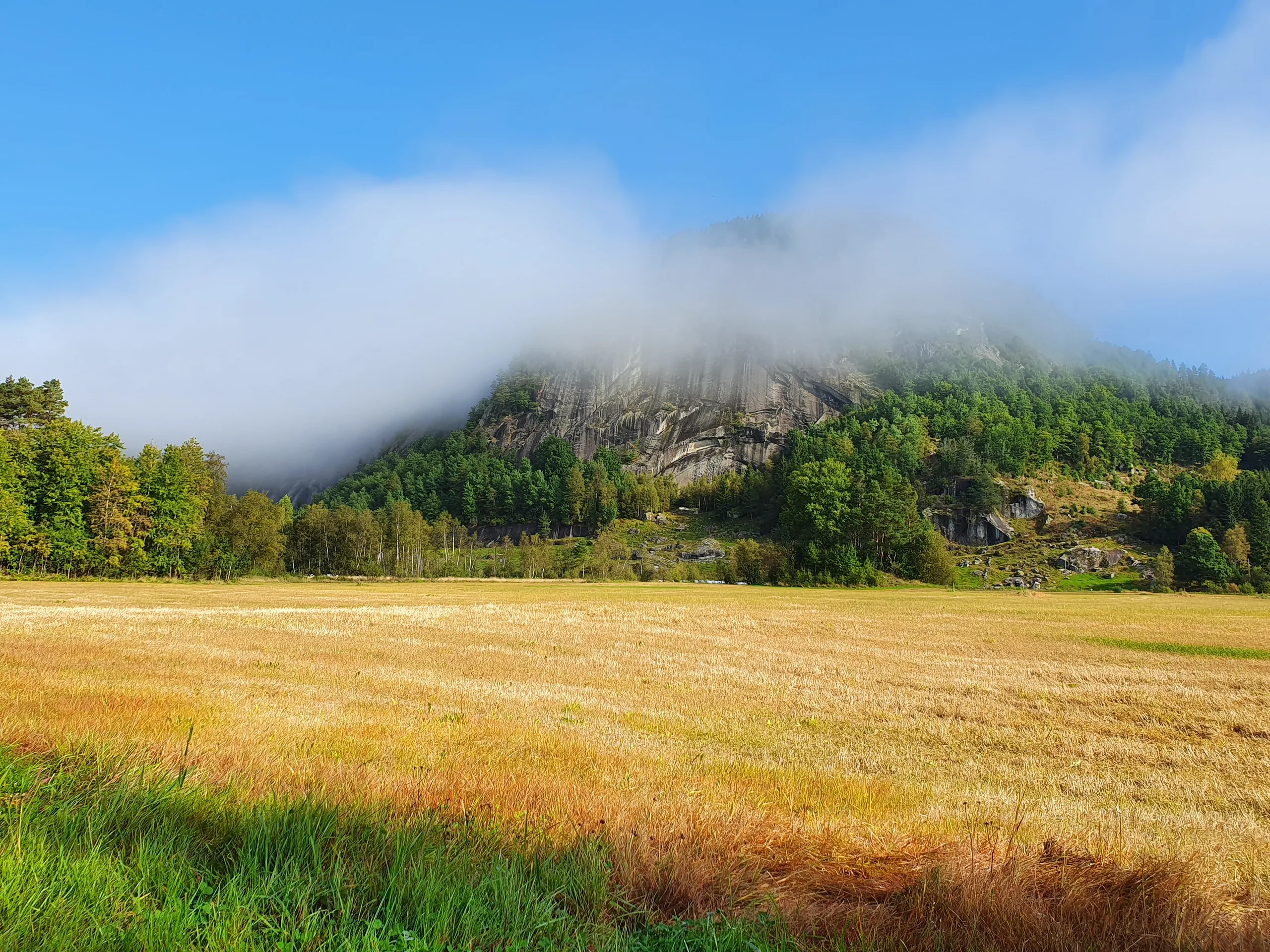 Funnstedet på Snartemo i dag: en gul åker foran skogkledd fjell med tåke over toppen.