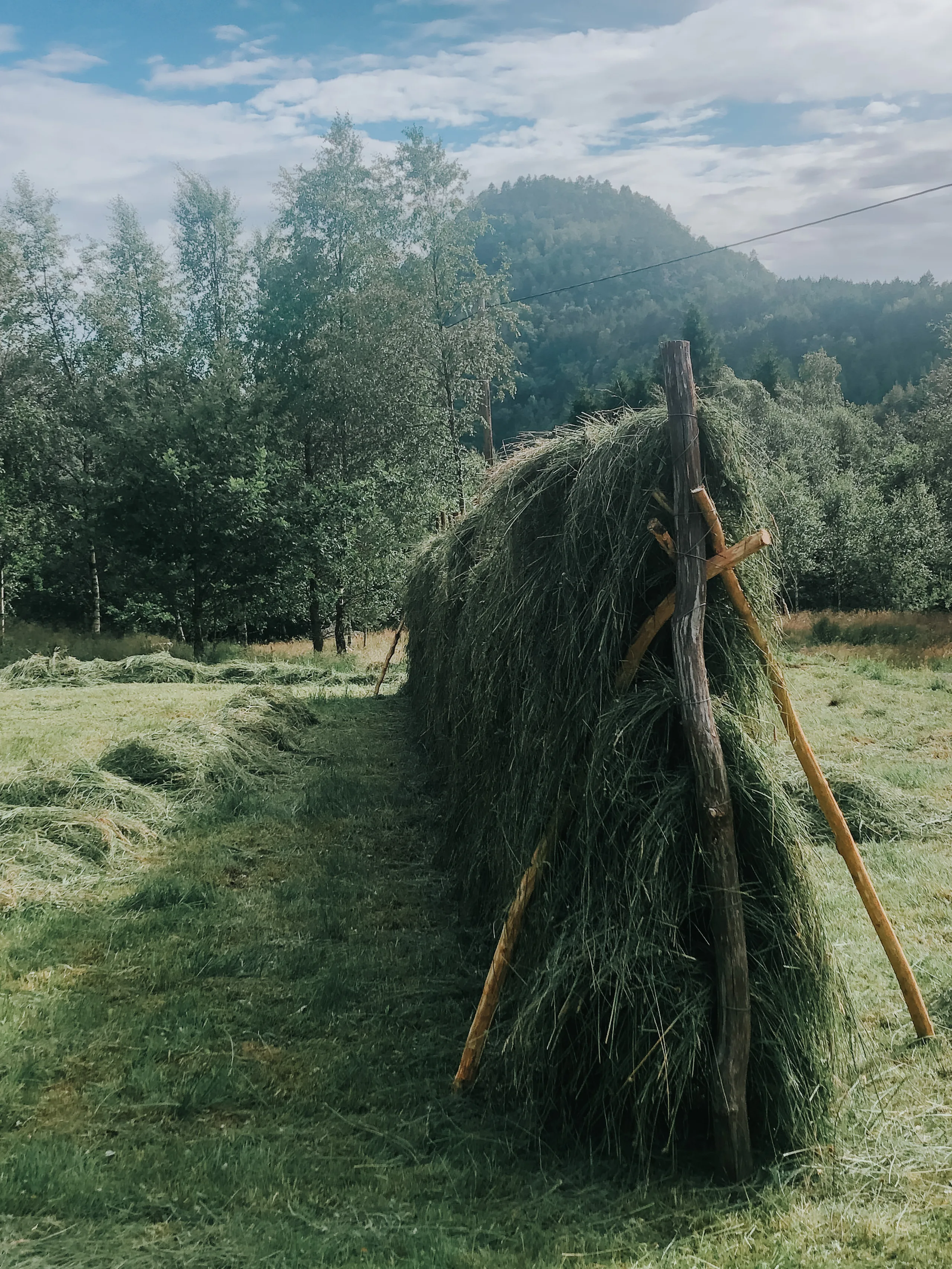 Høy til tørk på en hesje i en eng, med skog og fjell bak