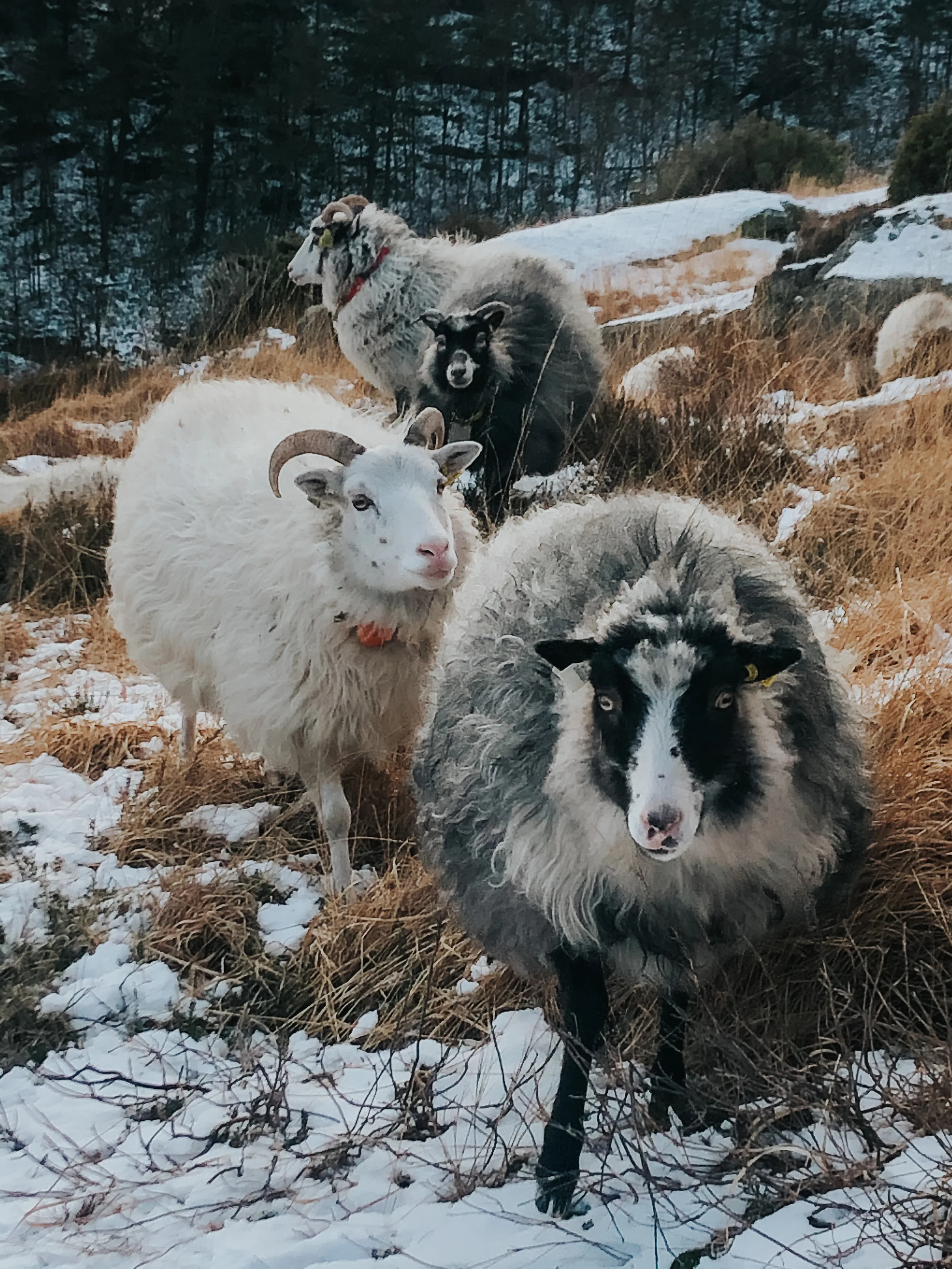 To villsauer i snøen, en hvit og en grå, ser mot kamera