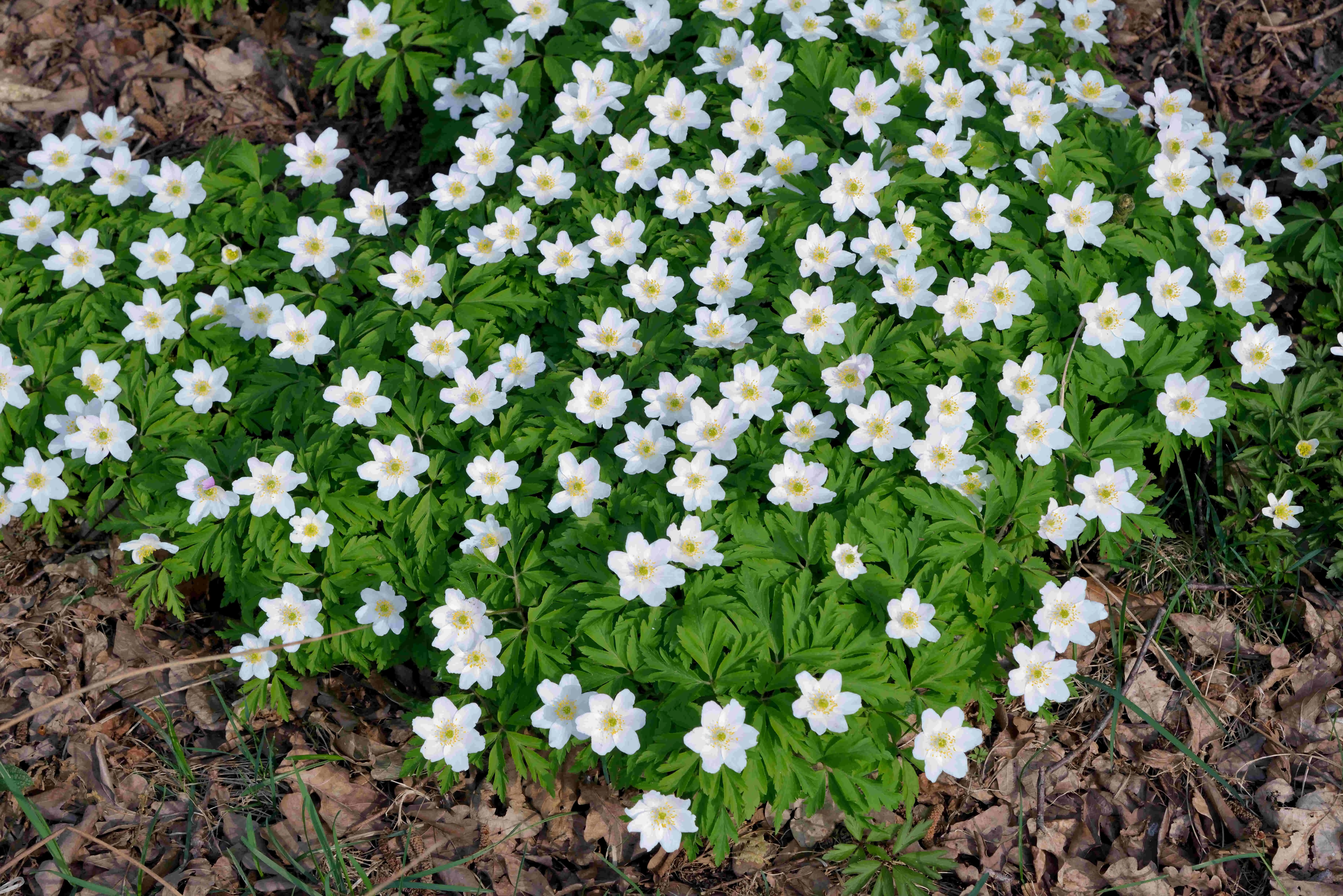 Hvitveis, kommuneblomsten i Kvinesdal
