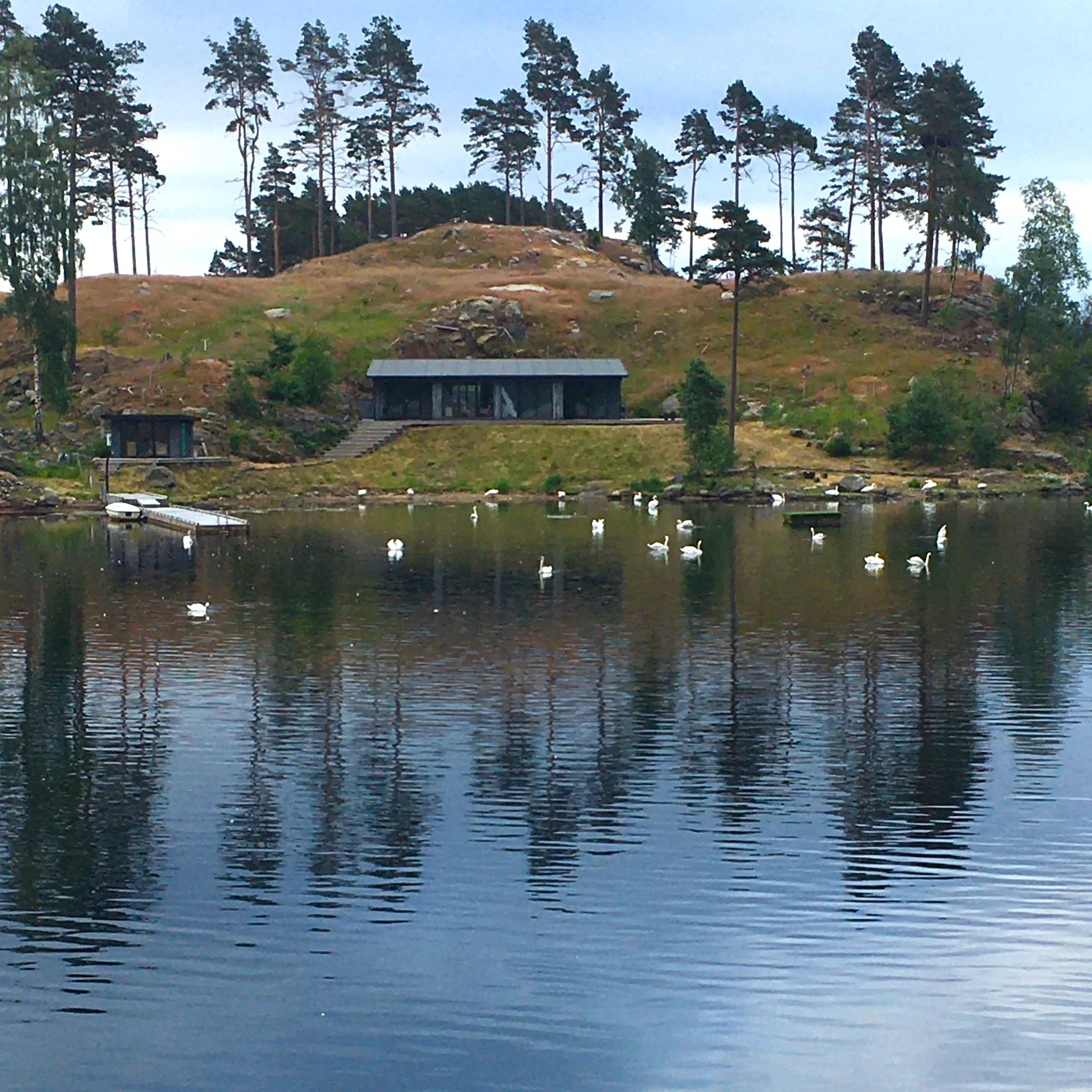 En flokk hvite svaner på den blikkstille Åptefjorden, med et lavt hus i tre og furutrær på knausen bak