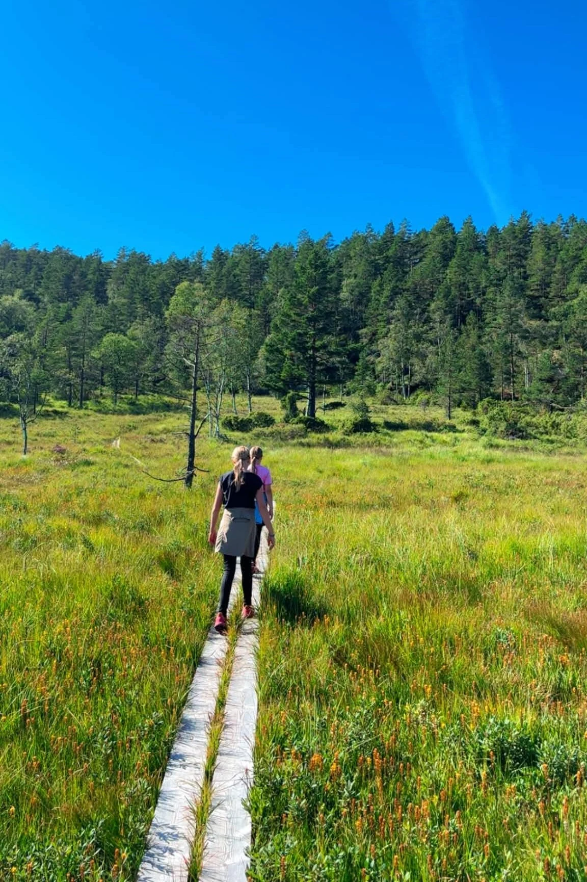 To personer går på en klopp av planker over myra mot skogen, på vei opp til Fjotlandsfjellet