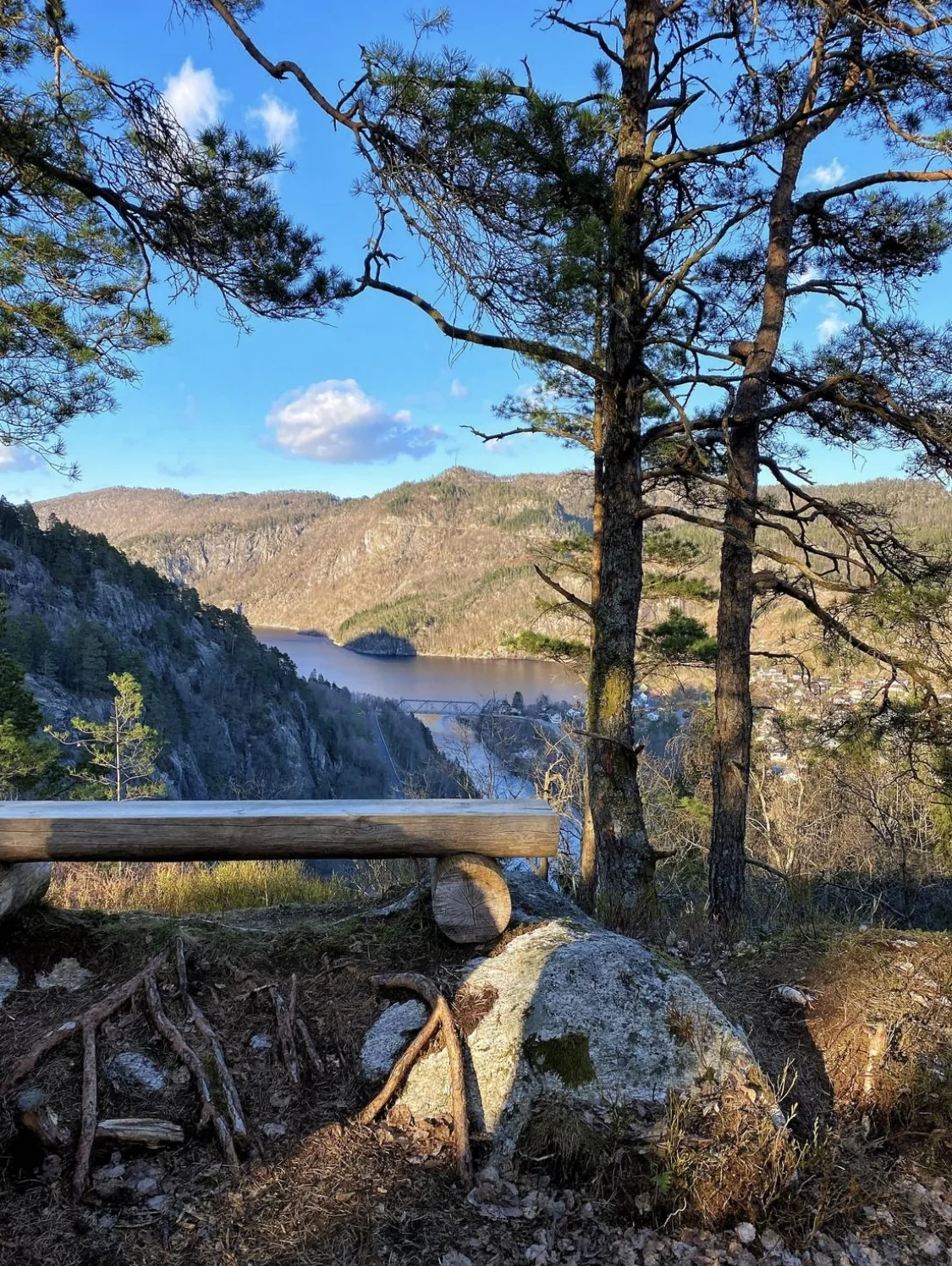 Utsiktspunkt på Pederåsen med en benk under et furutre, og Sirdalsvannet langt der nede