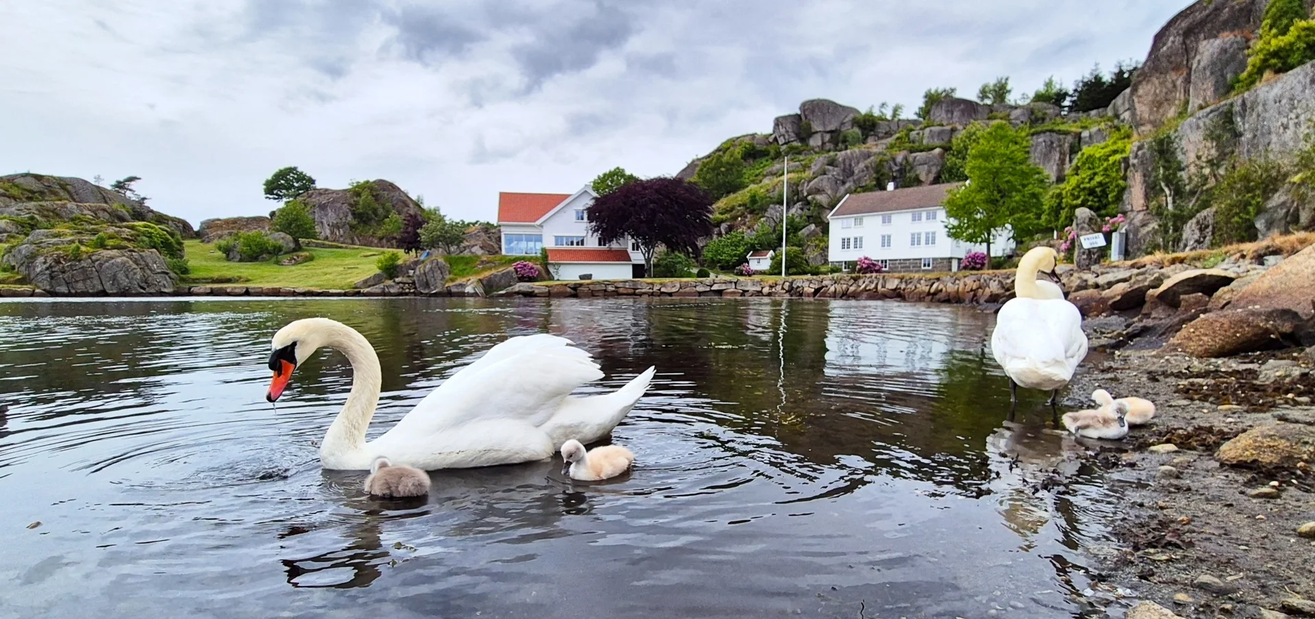 En svane med unger på blikkstille vann i Viga, med hvite hus og svaberg langs stranda i bakgrunnen