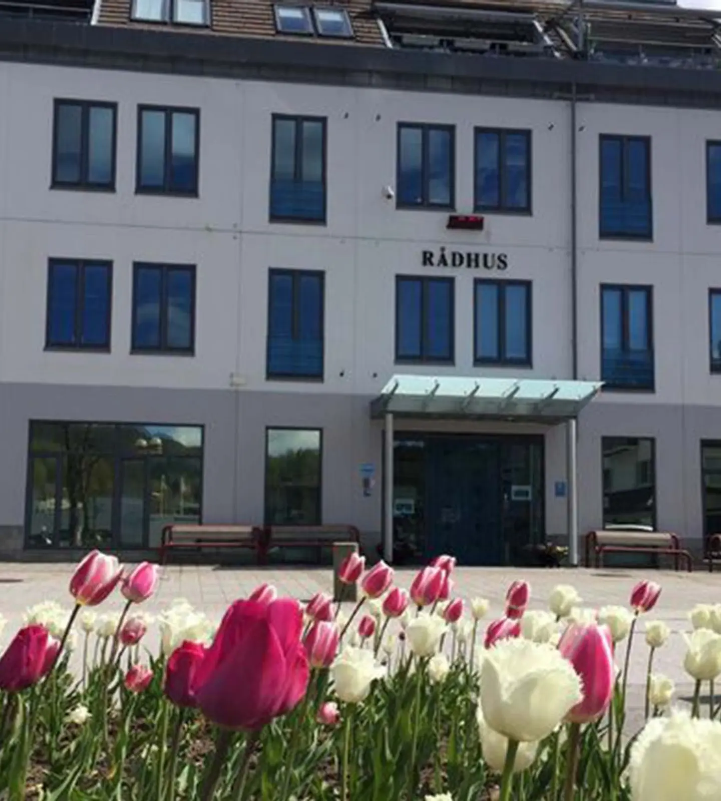 Kvinesdal rådhus med blomstrende tulipaner i forgrunnen
